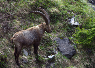 Un bouquetin mâle avec de grandes cornes dans les Alpes en France
