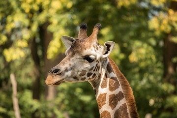 Portrait of Rothschild's giraffe (Giraffa camelopardalis rothschildi)