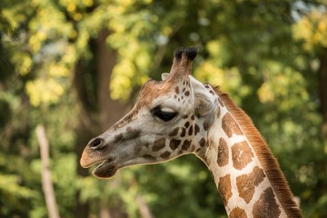 Portrait of Rothschild's giraffe (Giraffa camelopardalis rothschildi)