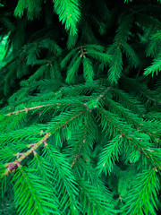 Wet green pine tree brunches with needles closeup. Green spruce after rain in the wood. Pine tee texture background.