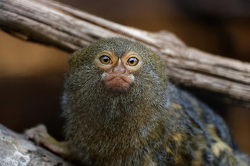 Ouistiti pygmée en gros plan