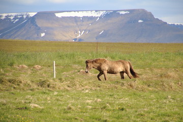Naklejka premium Icelandic horse