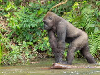 Gorilla in Gabon Endangered eastern gorilla in the beauty of african jungle (Gorilla gorilla)