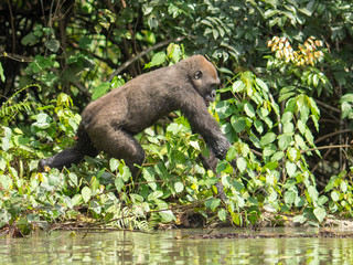Gorilla in Gabon Endangered eastern gorilla in the beauty of african jungle (Gorilla gorilla)