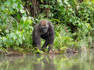 Gorilla in Gabon Endangered eastern gorilla in the beauty of african jungle (Gorilla gorilla)
