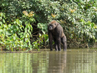 Gorilla in Gabon Endangered eastern gorilla in the beauty of african jungle (Gorilla gorilla)