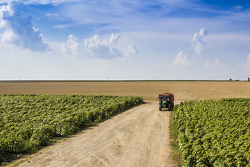tractor full of grain arriving at destination in a country road in a field of sunflower © GratielaLoredana