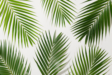 Obraz premium green leaves of palm tree on white background