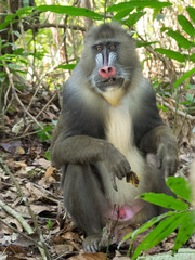 mandrill close-up portrait (Mandrillus sphinx)