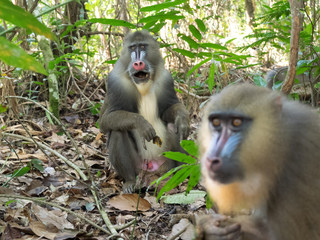 mandrill close-up portrait (Mandrillus sphinx)