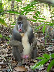 mandrill close-up portrait (Mandrillus sphinx)