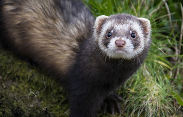 Polecat