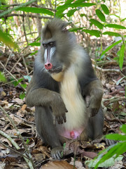 mandrill close-up portrait (Mandrillus sphinx)