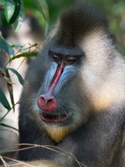 mandrill close-up portrait (Mandrillus sphinx)