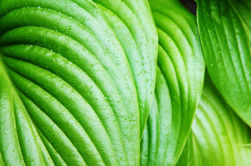 tropical Green leaves after summer rain, large green leaves with veins