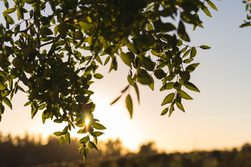 Green leaves hanging on a tree against the sunset