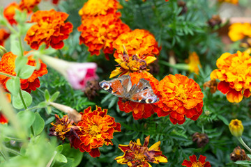 Peacock butterfly (Vanessa io) on tagete (Tagetes patula, marigold) flower