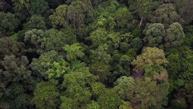 aerial view of rainforest jungle in malaysia