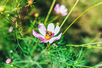 bumble bee sitting on Pink cosmos flower (Cosmos Bipinnatus) with blurred background