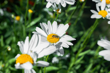 Obraz premium Chamomile garden, white flowers