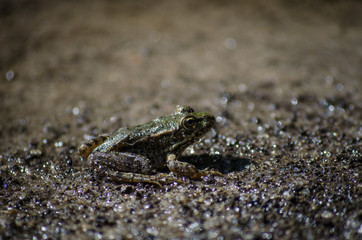 frog