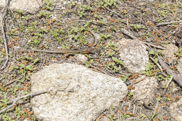 small lizard watching between the stones to be able to hunt
