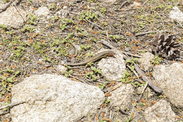 small lizard watching between the stones to be able to hunt
