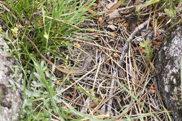 small lizard hiding among the dried herbs to hunt
