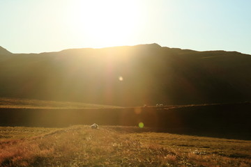 Sheep and the mountin in the sunlight