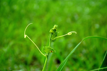 beautiful flowers with green background giving a amazing look in summer season