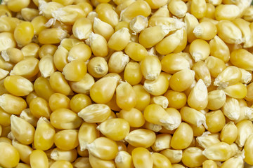 Close-up cropped  shots of corn seeds with clear light