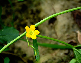 beautiful flowers with green background giving a amazing look in summer season