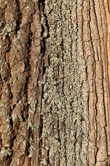 Fototapeta premium Texture of the tree bark. Oak bark close-up.