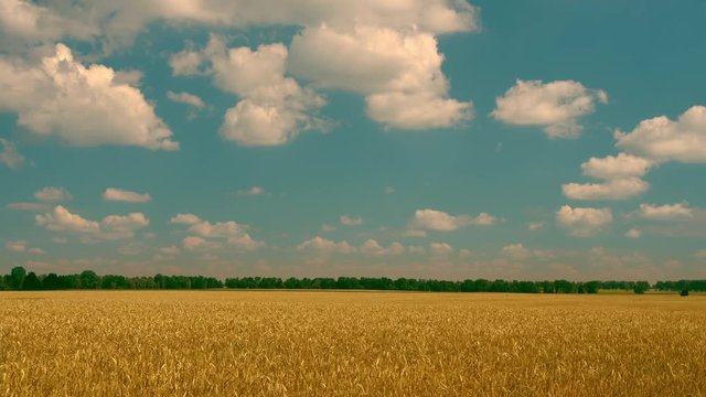 beautiful countryside scenery in summer. array full of harvest in summertime.