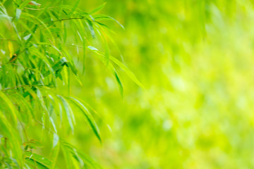 Fototapeta na wymiar Closeup green bamboo with grenery background and copy space for text.