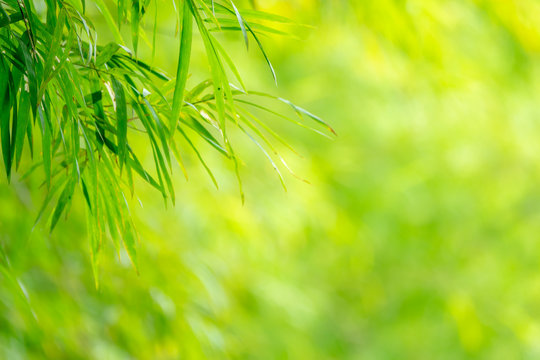 Closeup green bamboo with grenery background and copy space for text.