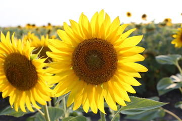 Sunflower flowering on the sunflower field. Concept rich harvest in agriculture.