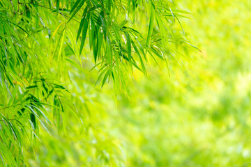 Closeup green bamboo with grenery background and copy space for text.