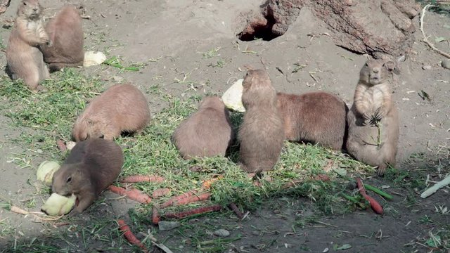 Prairie dog family eat in group Budapest zoo Hungary 4K close