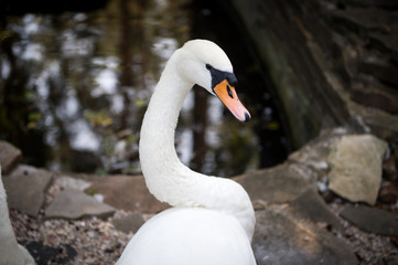 Portrait of a white swan. Beautiful young white swan.