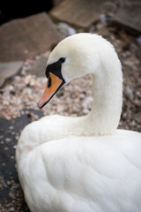 Portrait of a white swan. Beautiful young white swan.