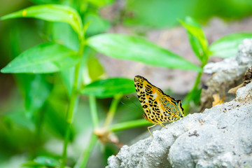 Beautiful Butterfly in the forest.