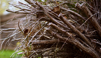 Piles of firewood