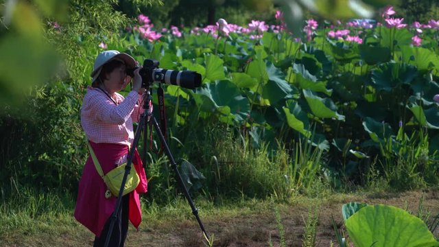 Dolly motion to the right of photographer with camera on tripod taking photos of lotus flowers.