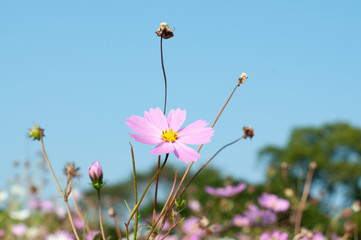 コスモス