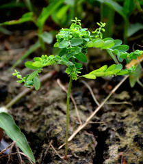 beautiful little plants growing up in summer & raining season