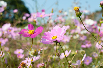 コスモス