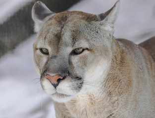 North American cougar head portrait (Puma concolor couguar)