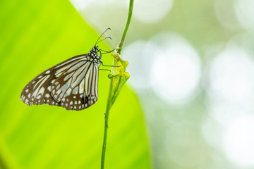 Beautiful Butterfly in the forest.