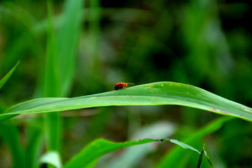 small insects are sitting and moving on green leaves in farms in summer